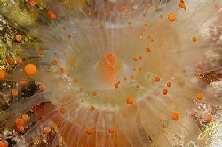 Orange Ball Corallimorph (Psuedocorynactis caribbeorum) f... by Brian Mayes 